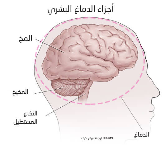 أجزاء الدماغ: المخ و المخيخ و المخاع المستطيل